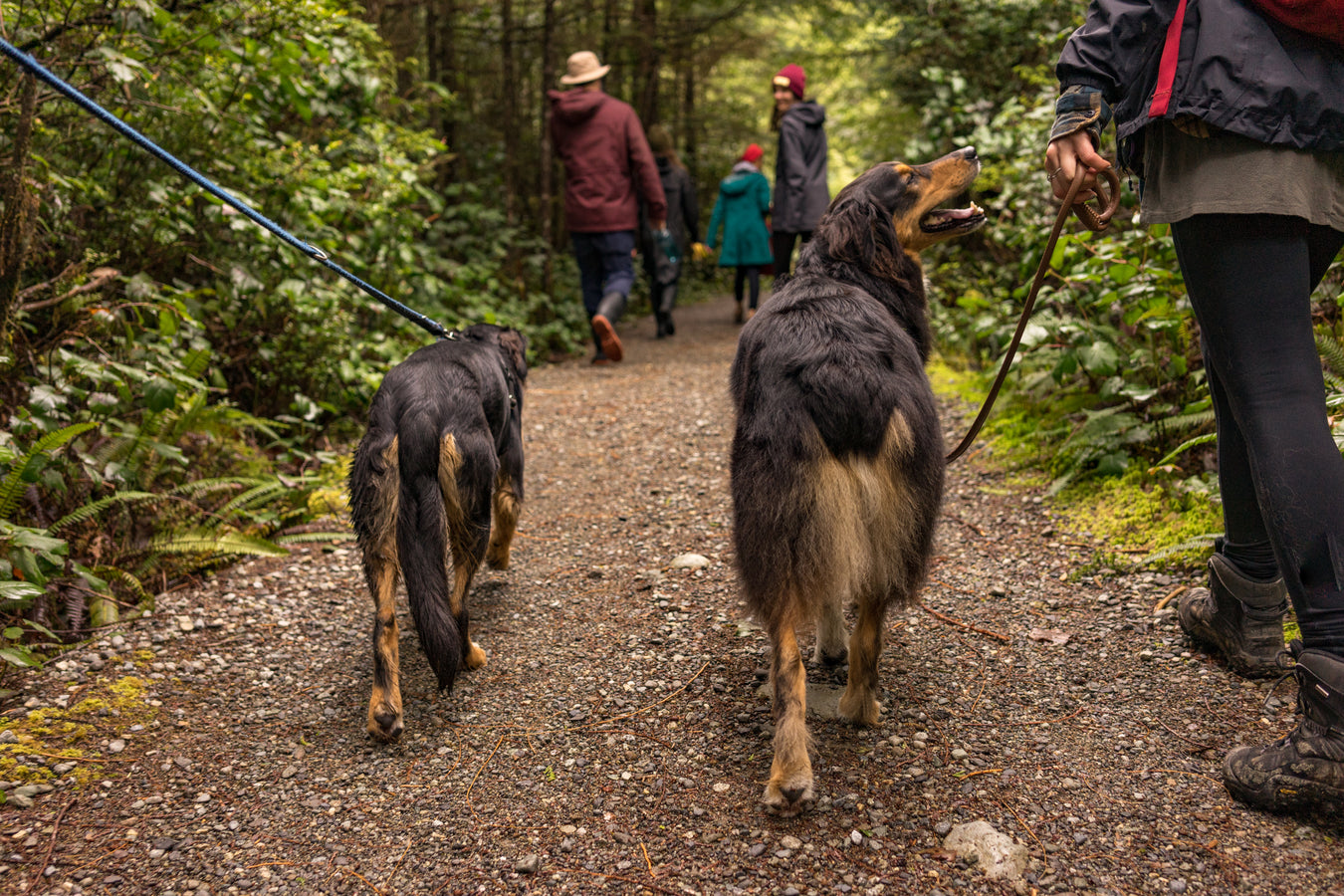 Dogs being walked