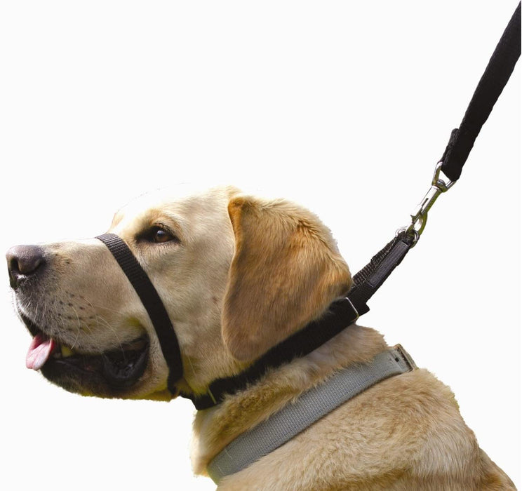 The Canny Collar