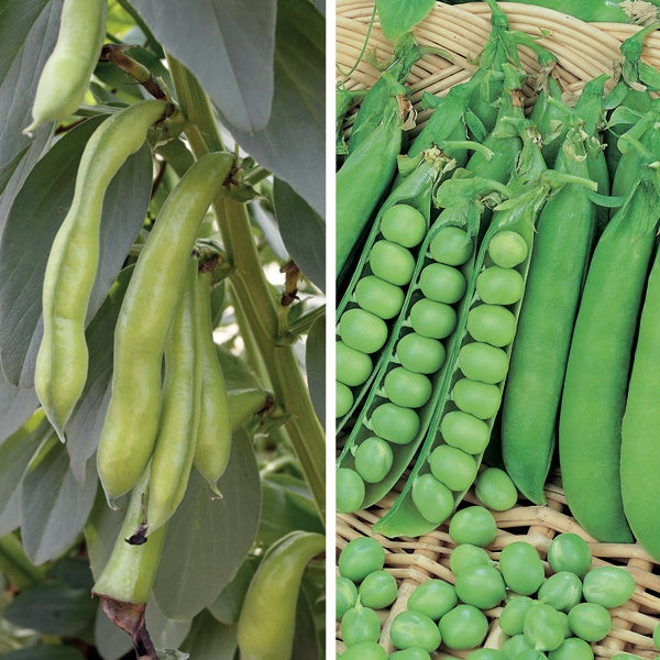 Seed Collections Peas