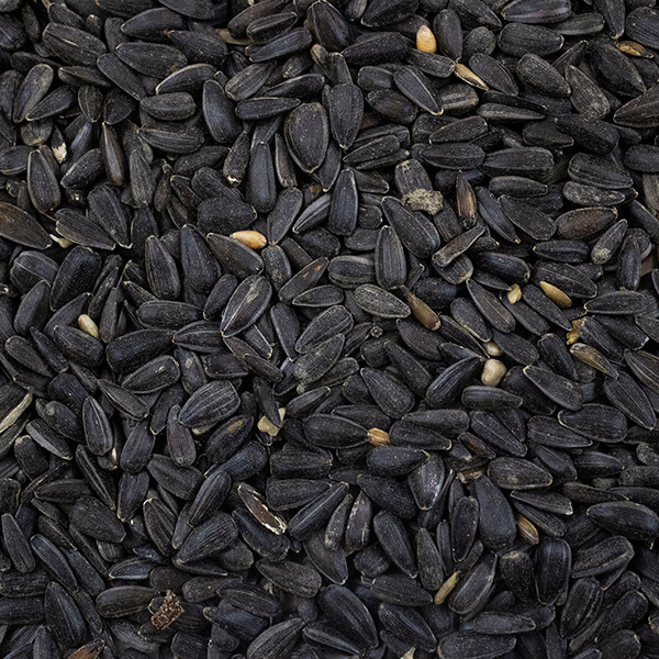 Wild Bird Hi-Energy Black Sunflower Seeds 500g