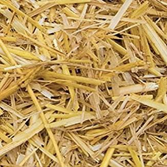 Barley Straw