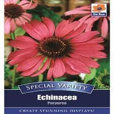 Special Variety Echinacea Purpurea