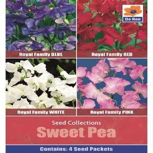 Seed Collection Sweet Pea