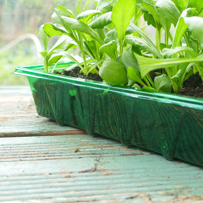 Gro-Sure Visiroot Seed Tray