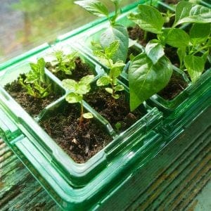 Gro-Sure Visiroot Windowsill Propagator Set