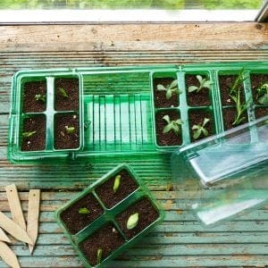 Gro-Sure Visiroot Windowsill Propagator Set