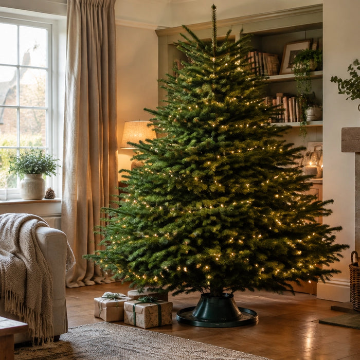 Fresh real Nordman Fir Christmas tree with soft fairy lights in a cosy living room