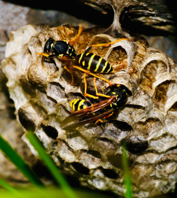 Hornets and nest