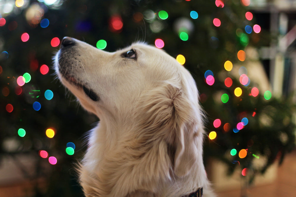 Dog sitting in front of Christmas tree