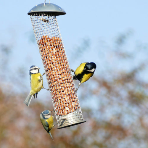 Birds eating nuts from a feeder