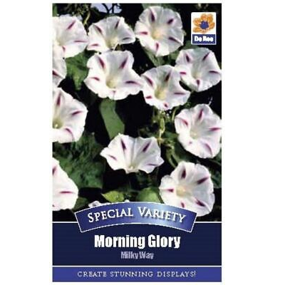 Special Variety Morning Glory